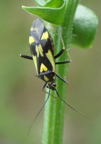 Réf. 207 936 : Grypocoris sexguttatus